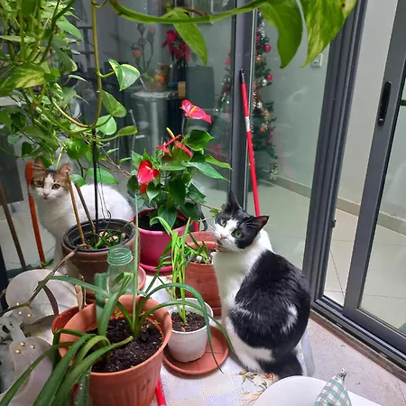 Quarto em Acomodações Particulares Cittadella *